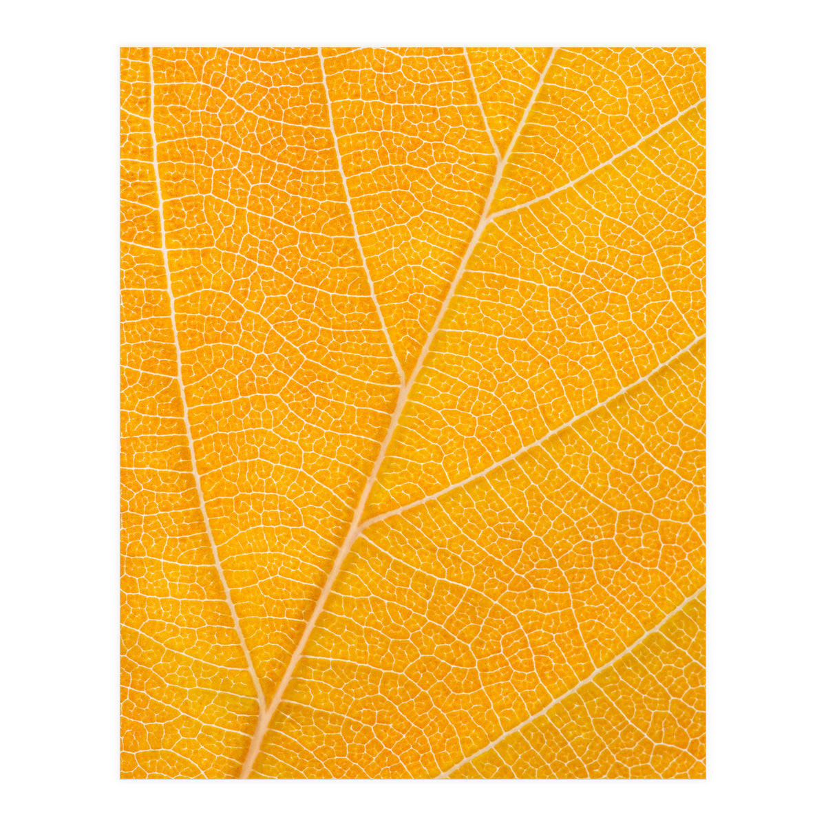 Autumn Leaf (Print Only)