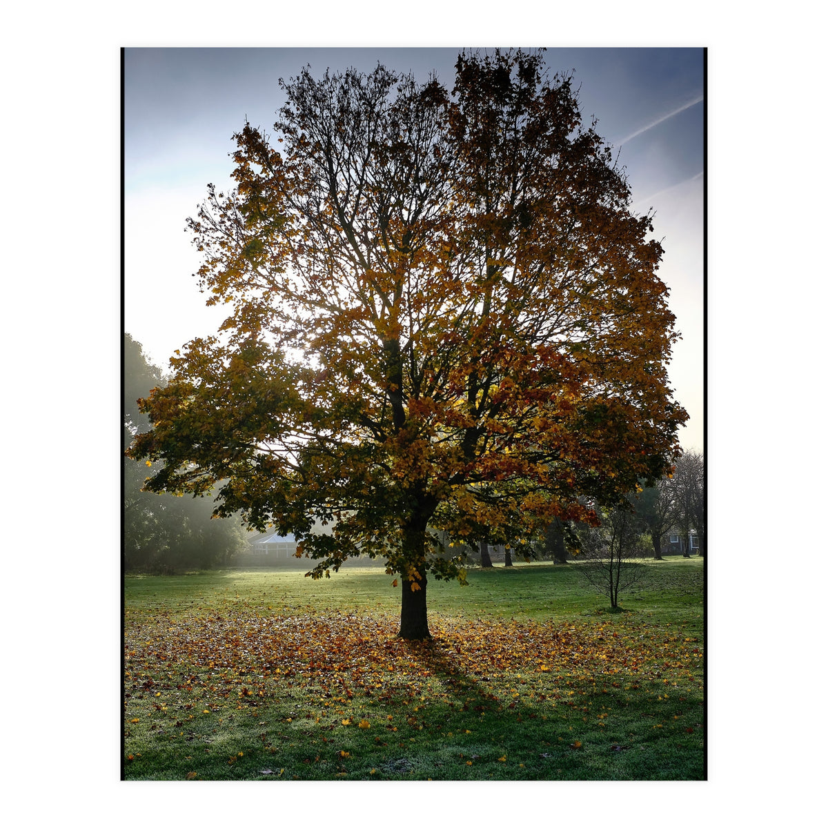 Autumnal Tree (Print Only)