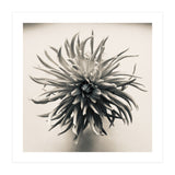 Dahlia (Print Only) thumbnail