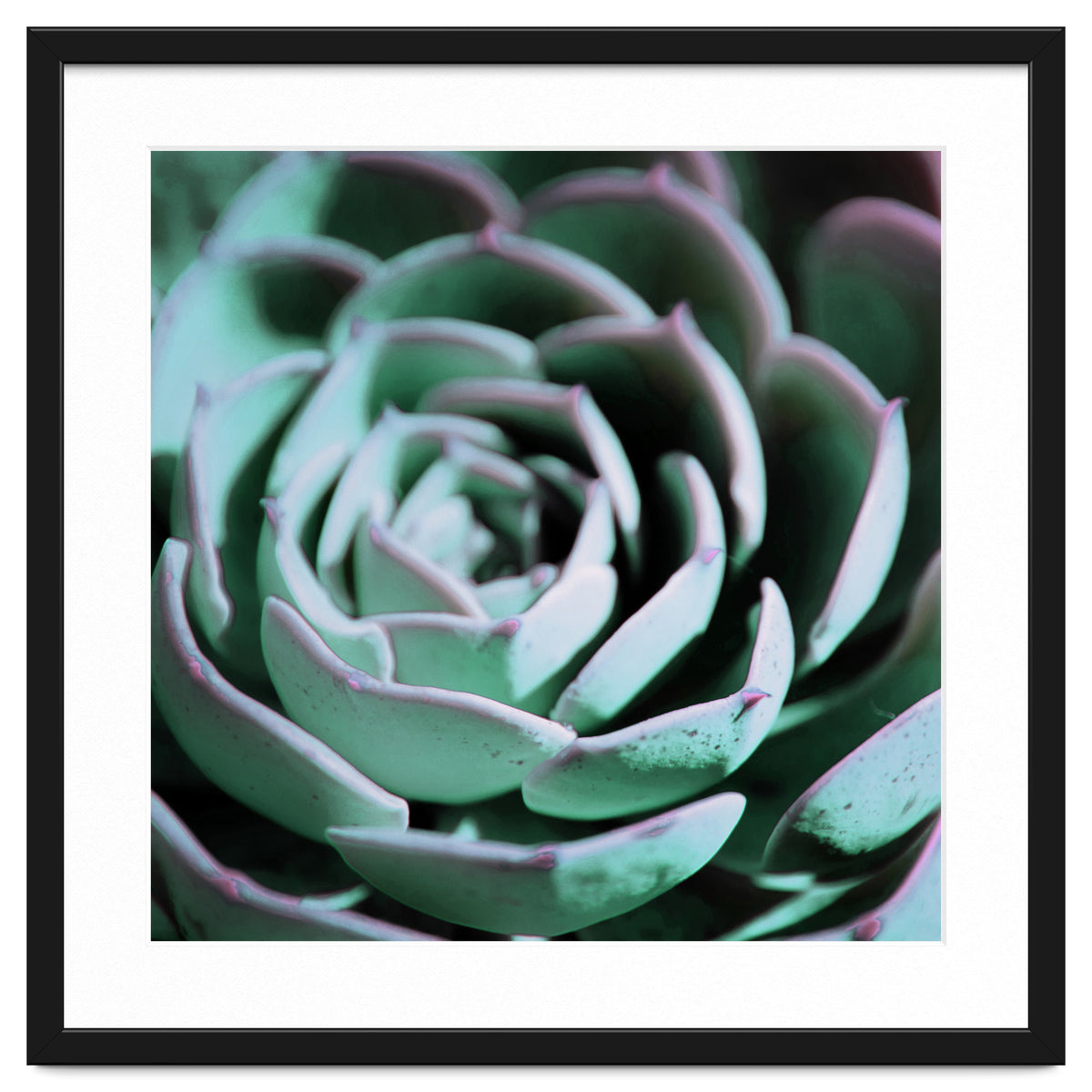 DARKSIDE OF SUCCULENTS III-A
