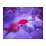 Golden Fish (Print Only) thumbnail