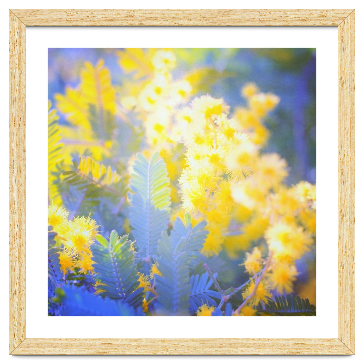 Yellow shiny flowers