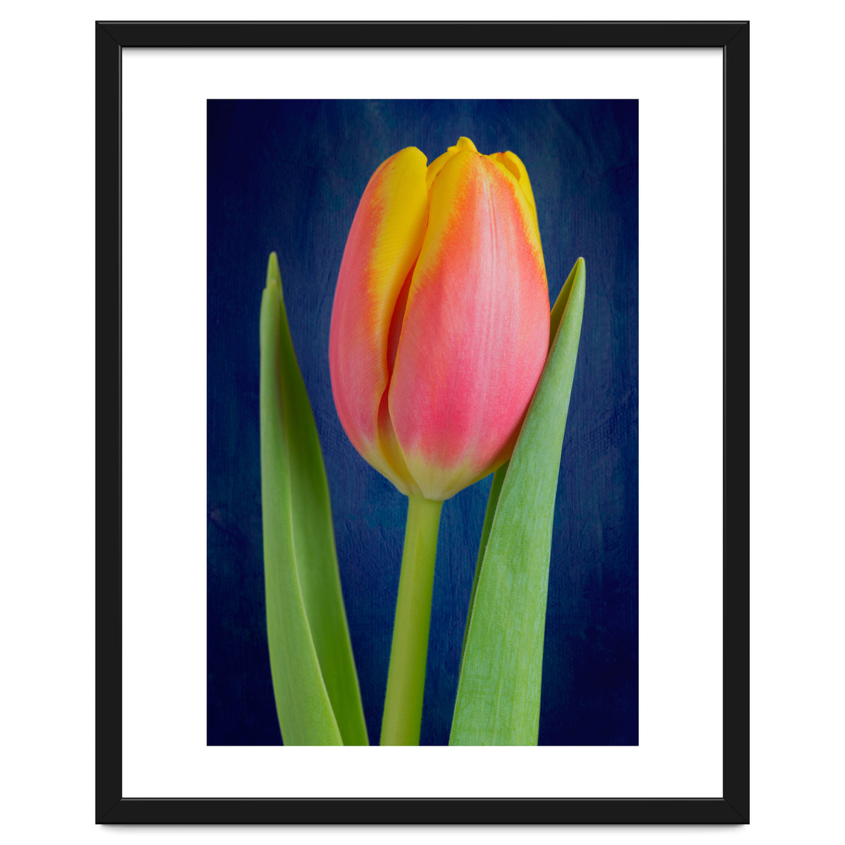 Tulip