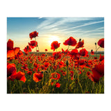 Poppies (Print Only) thumbnail