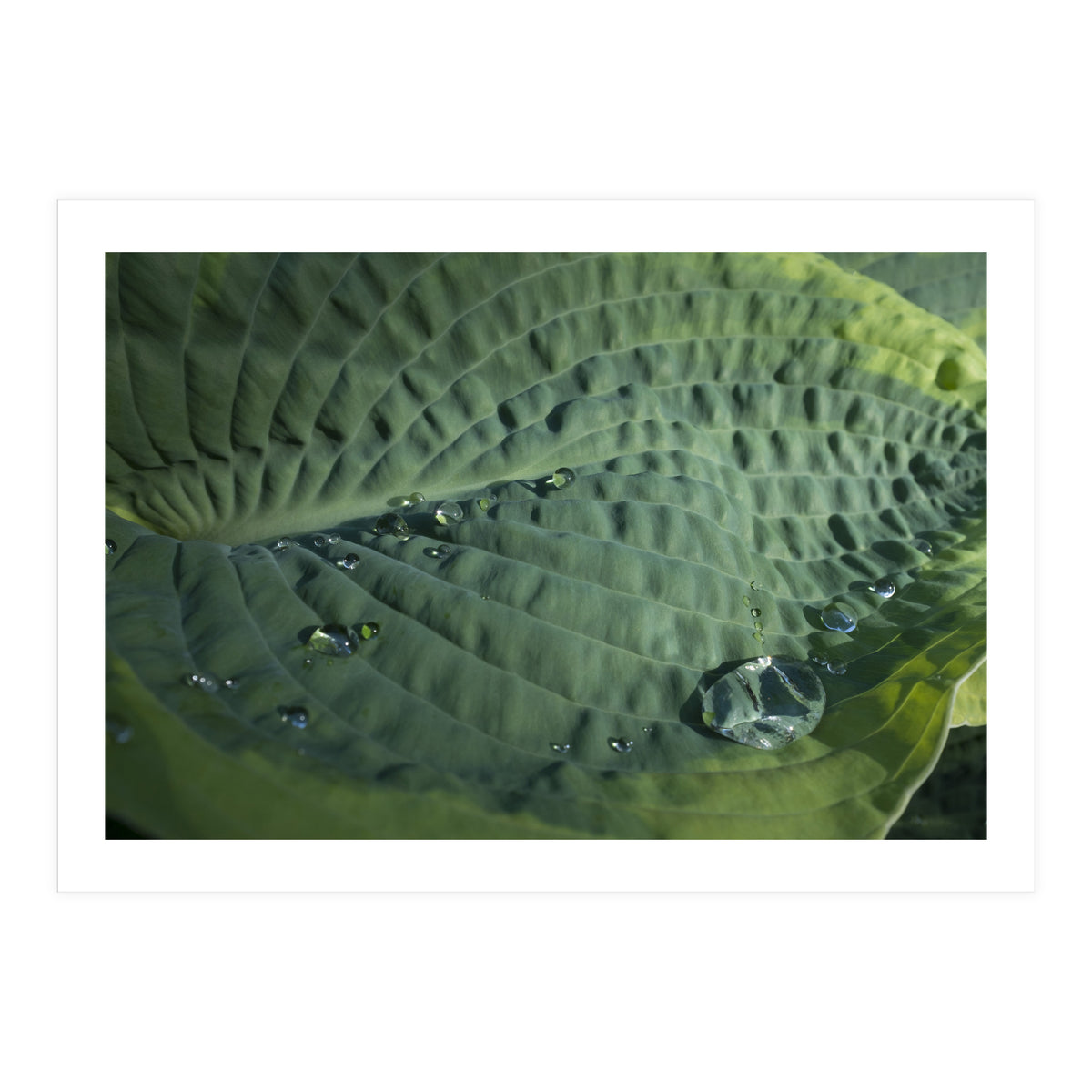 Hosta With Raindrops (Print Only)
