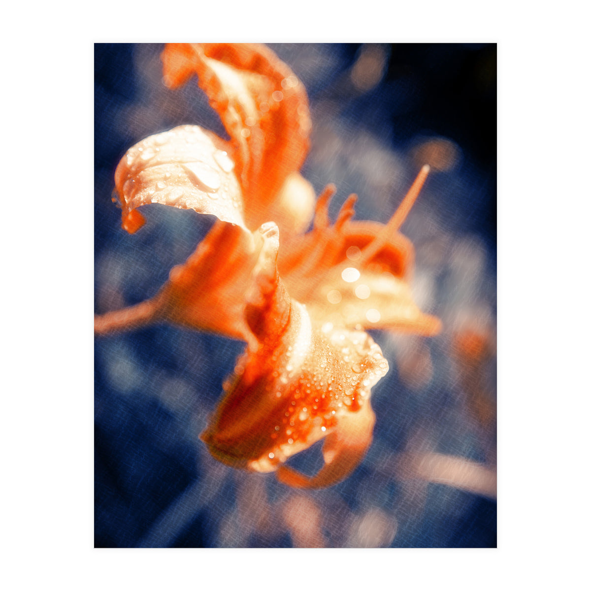 Lily Flower (Print Only)