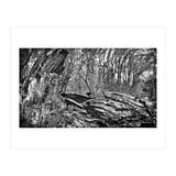 Rotten wood (Print Only) thumbnail
