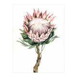 Protea (Print Only) thumbnail