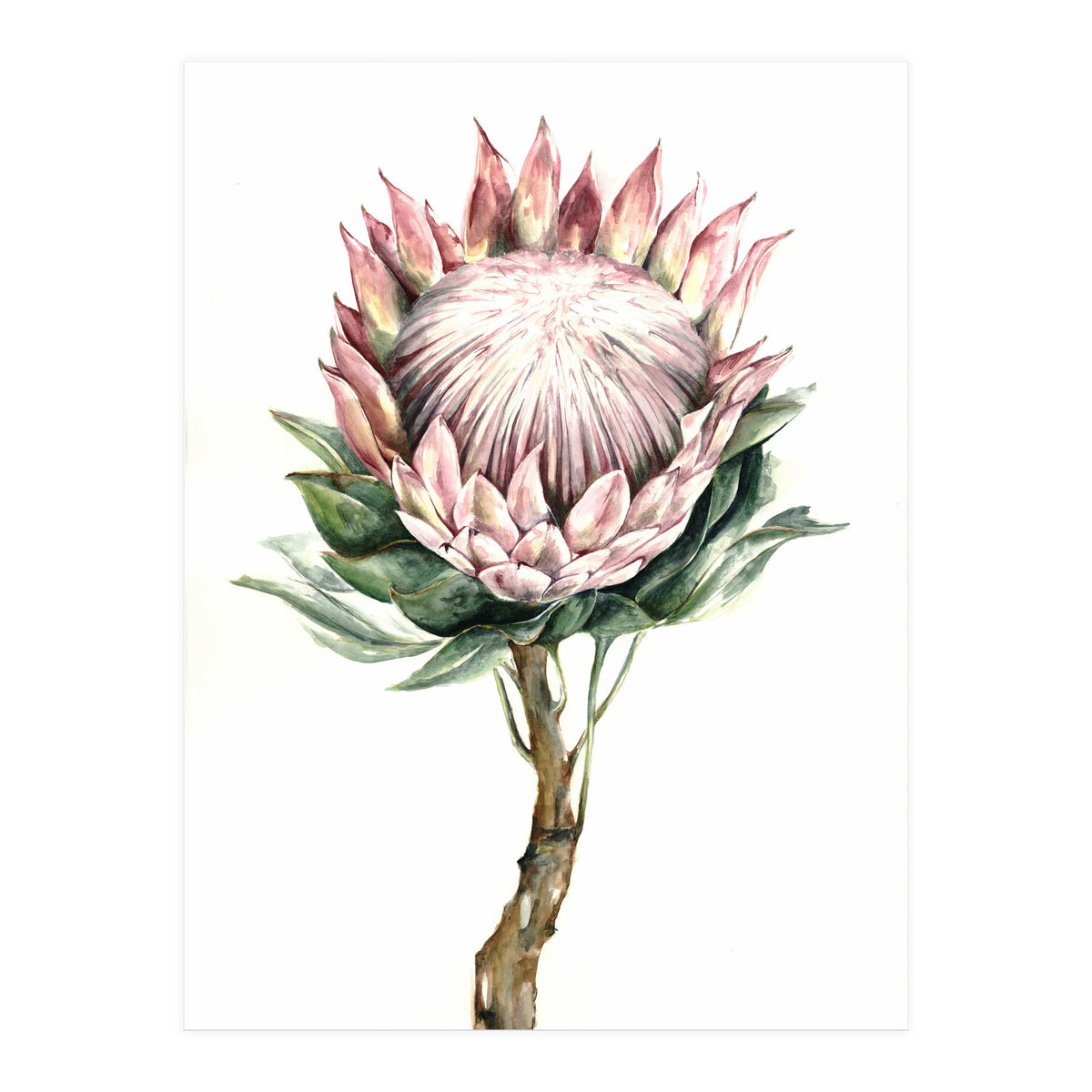 Protea (Print Only)