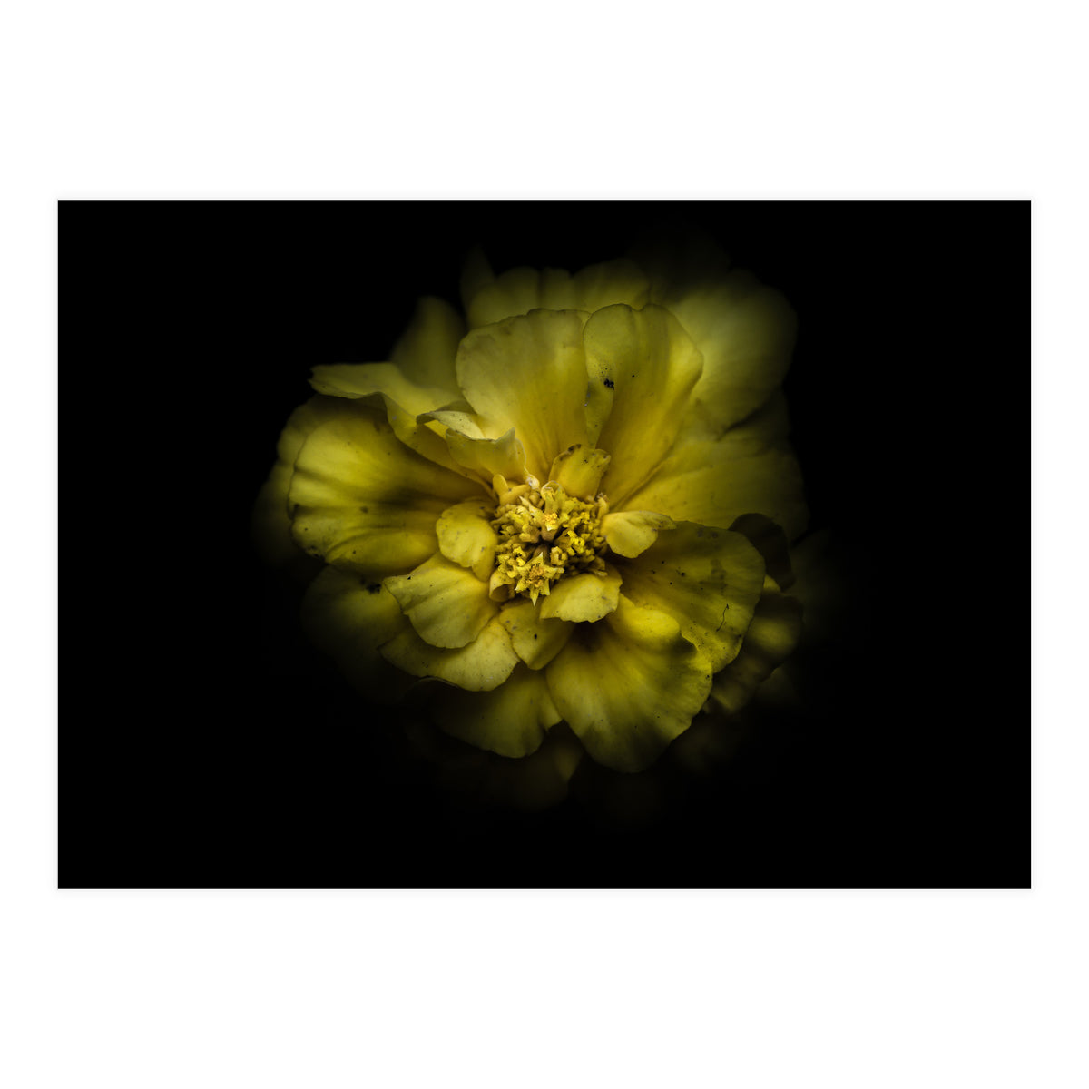 Backyard Flowers No 41 Color Version (Print Only)