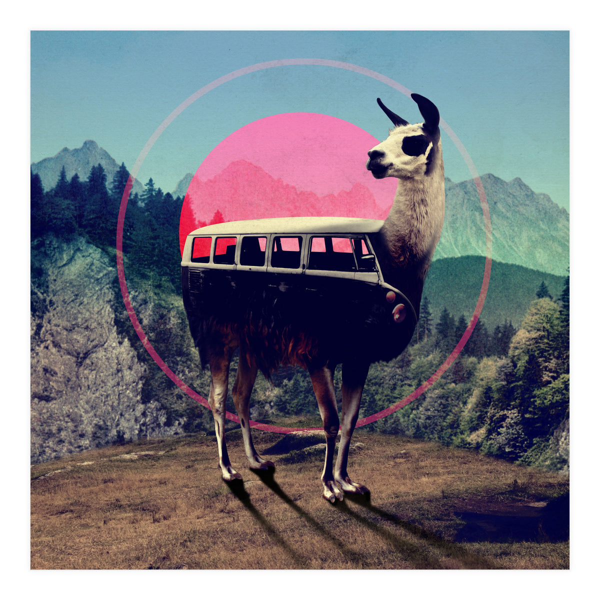 Llama (Print Only)