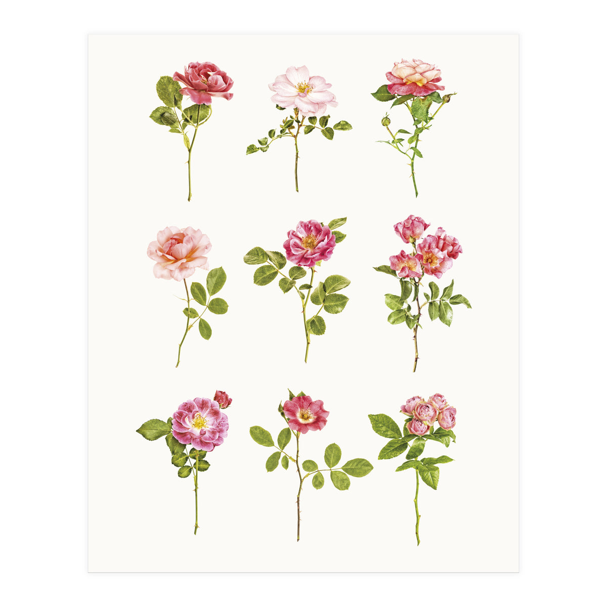 Cc Roses 07 (Print Only)