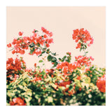 Bouganvillea Dream  (Print Only) thumbnail