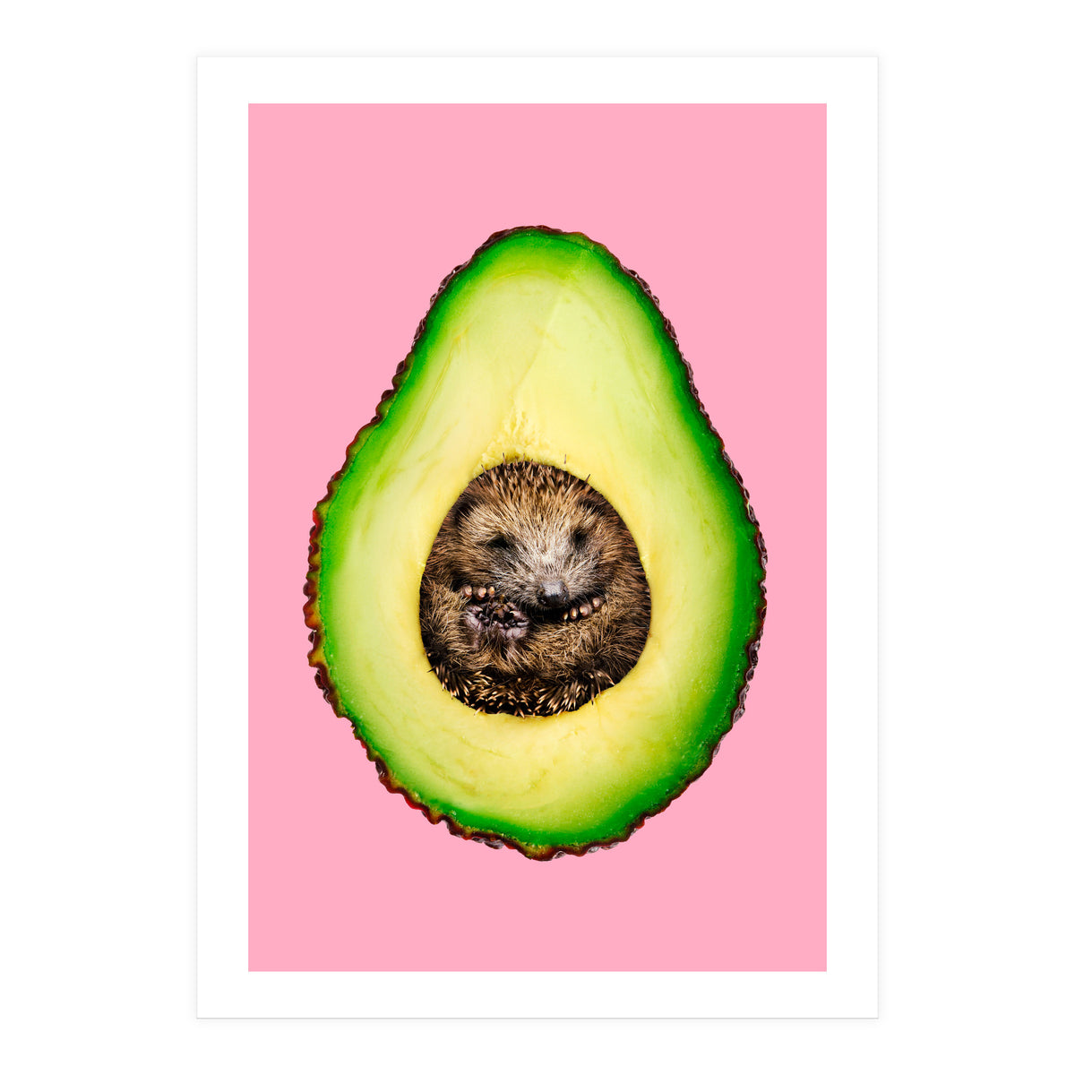 Hedgehocado (Print Only)