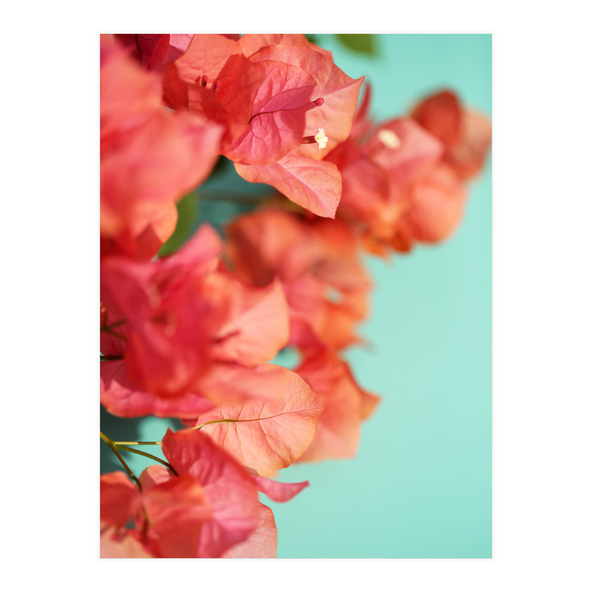 Bright Star #1  (Print Only)