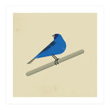 Indigo Bunting  (Print Only) thumbnail
