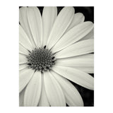 Simplicity  (Print Only) thumbnail
