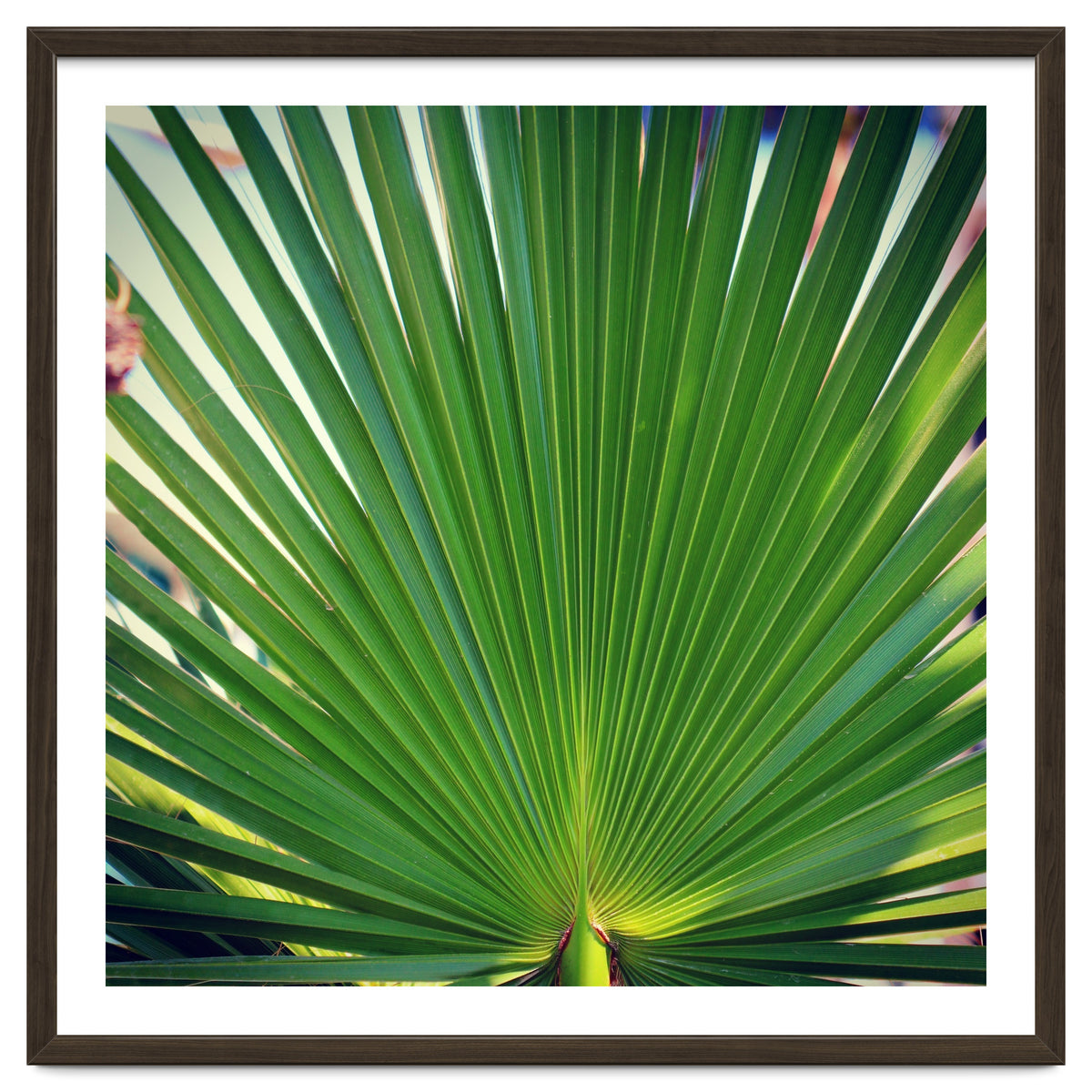 palm leaf