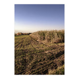 Bucolism 3 (Print Only) thumbnail