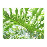 Green Leaf (Print Only) thumbnail