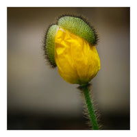 Yellow Poppy Opening  (Print Only)