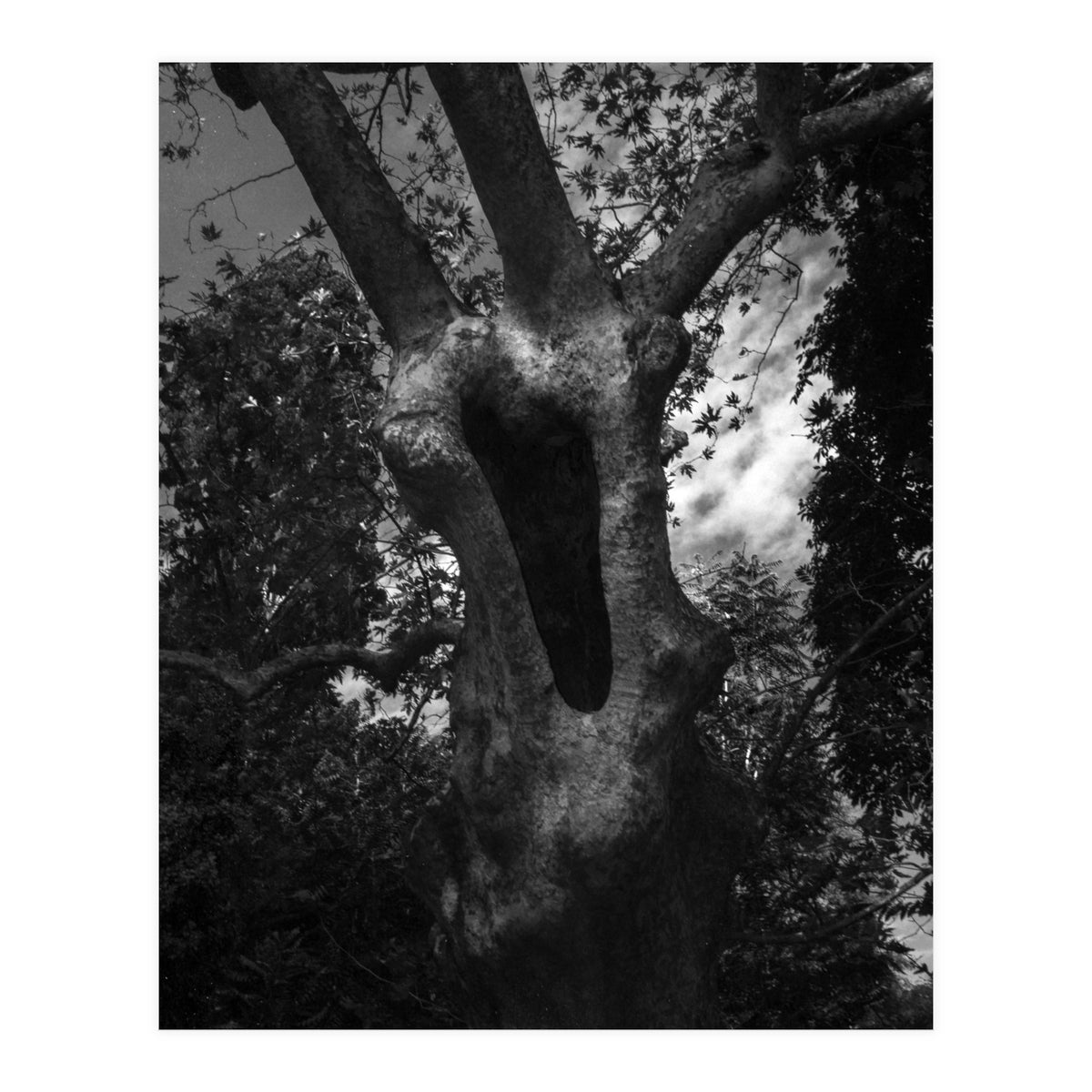 Into the Hole (Print Only)