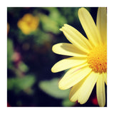 Summer flora (Print Only) thumbnail