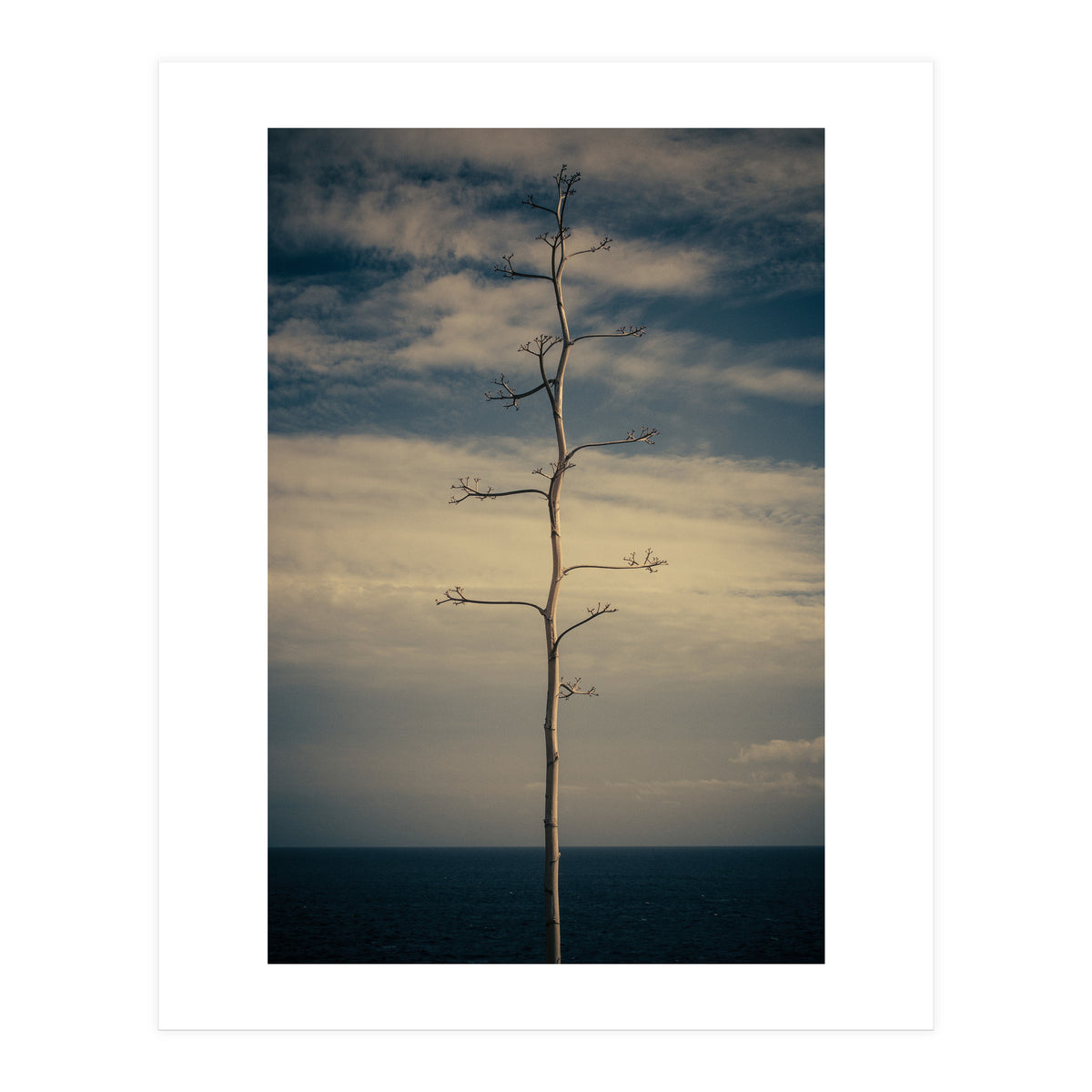 SEA AND TREE (Print Only)