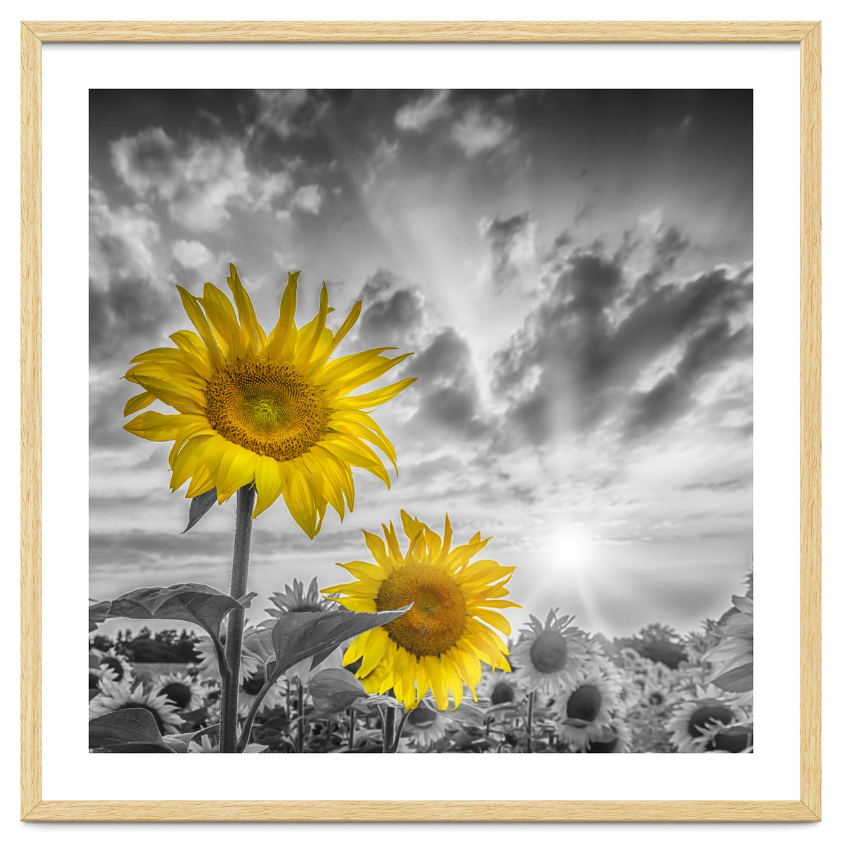 Focus on two sunflowers