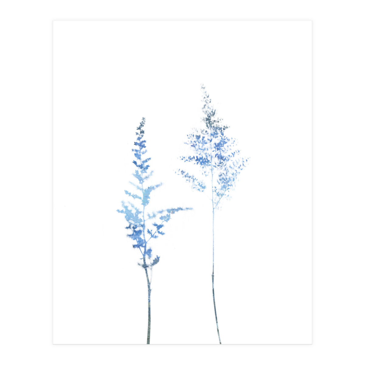 Blue Astilbe (Print Only)