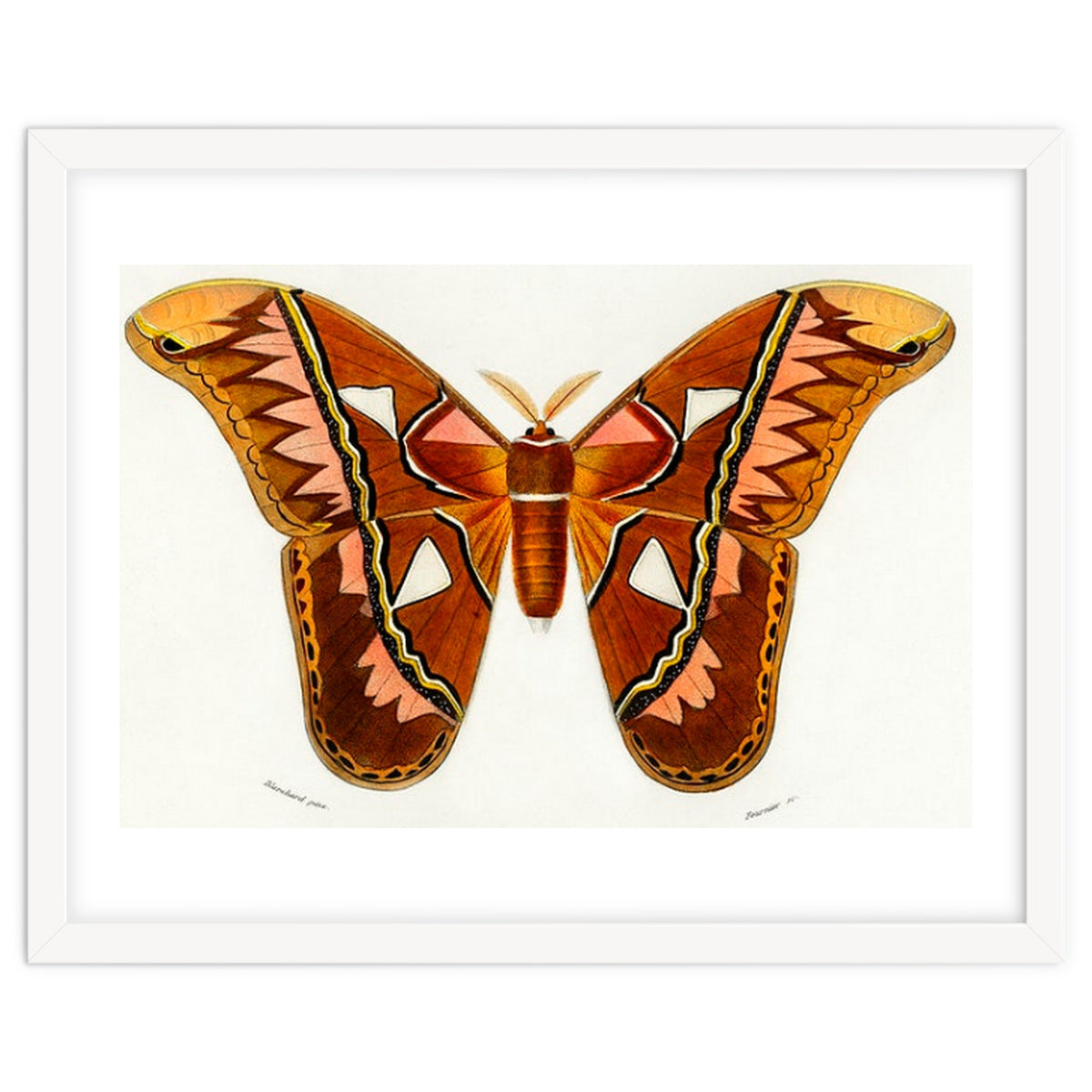 Attacus Atlas Moth illustrated