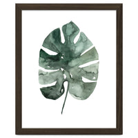 Botanical Illustration Monstera Leaf