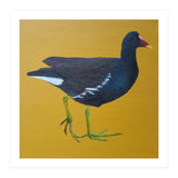 Moorhen (Print Only) thumbnail