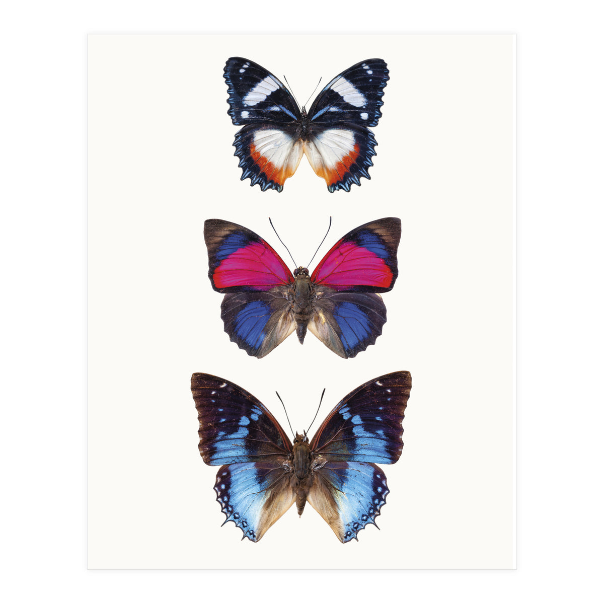 Cc Butterflies 03 (Print Only)