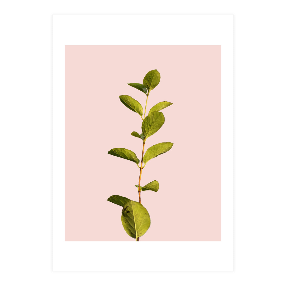 Botanical Art V3 (Print Only)