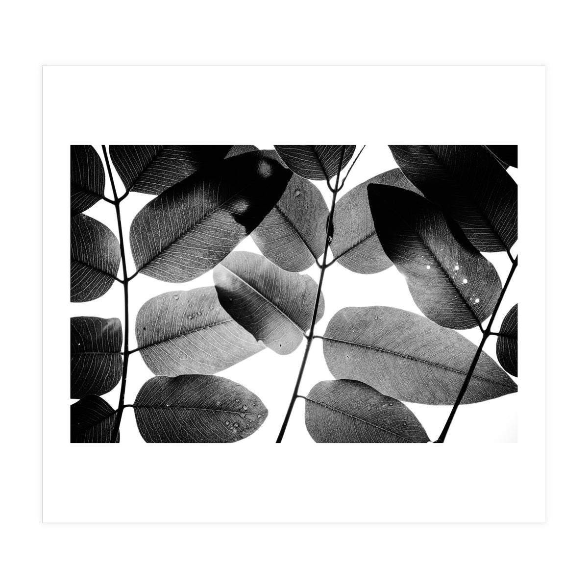 Experiments with Leaves II (Print Only)