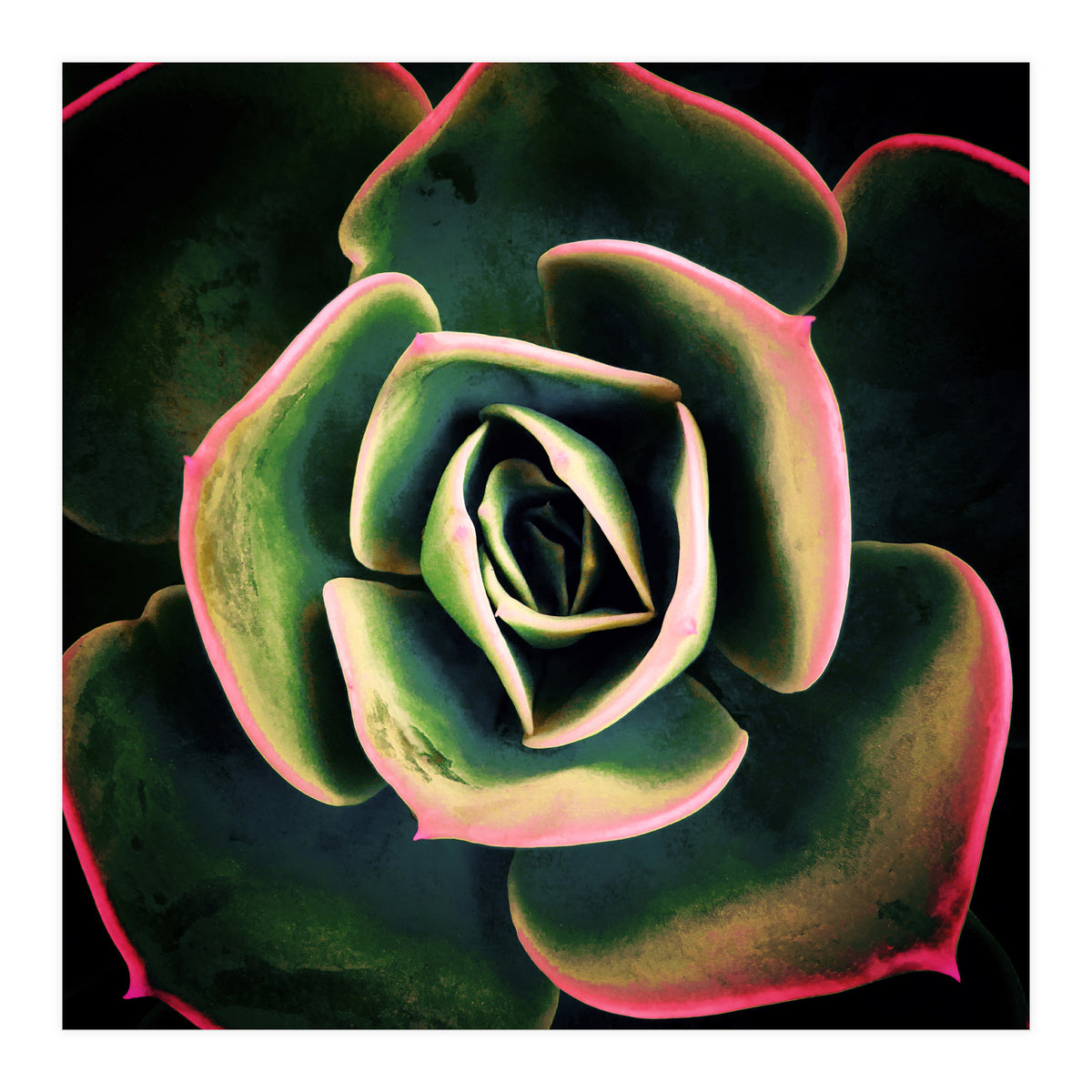 DARKSIDE OF SUCCULENTS XV (Print Only)