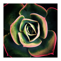 DARKSIDE OF SUCCULENTS XV (Print Only)