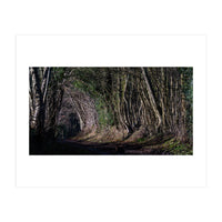 Sunlit Tunnel of Trees (Print Only)