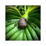 Snail on a hosta leaf (Print Only) thumbnail