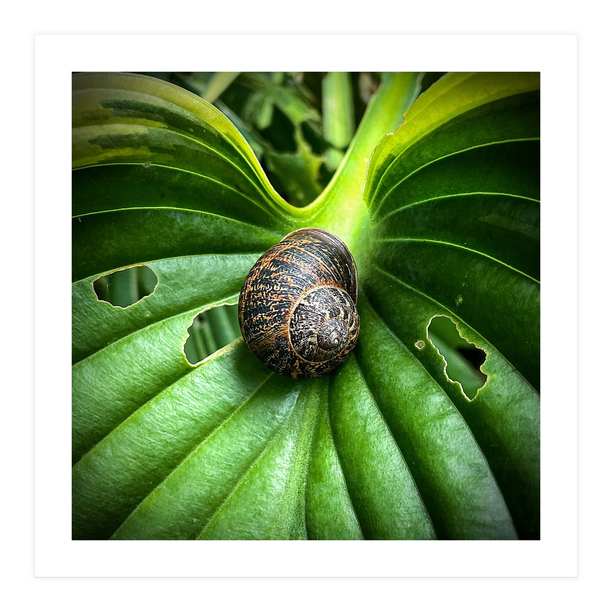 Snail on a hosta leaf (Print Only)