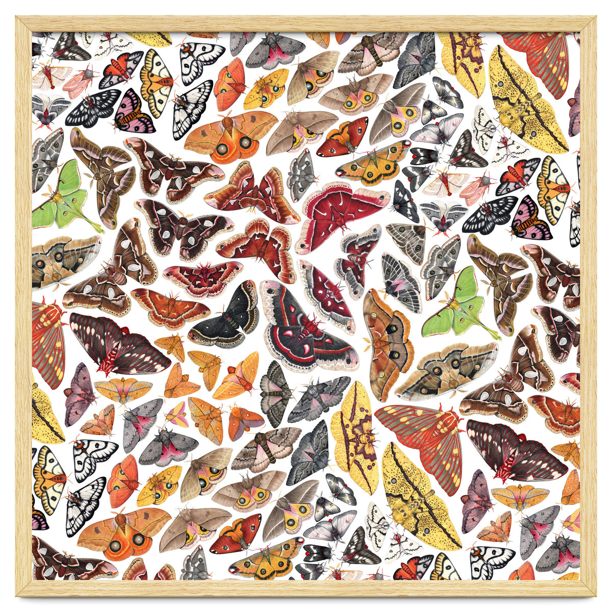 Saturniid Moths of North America Pattern