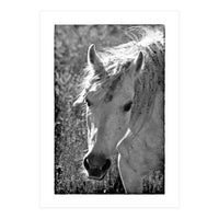 Brumby (Print Only)