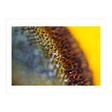 Bumblebee (Print Only) thumbnail
