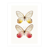 Cc Butterflies 04 (Print Only) thumbnail