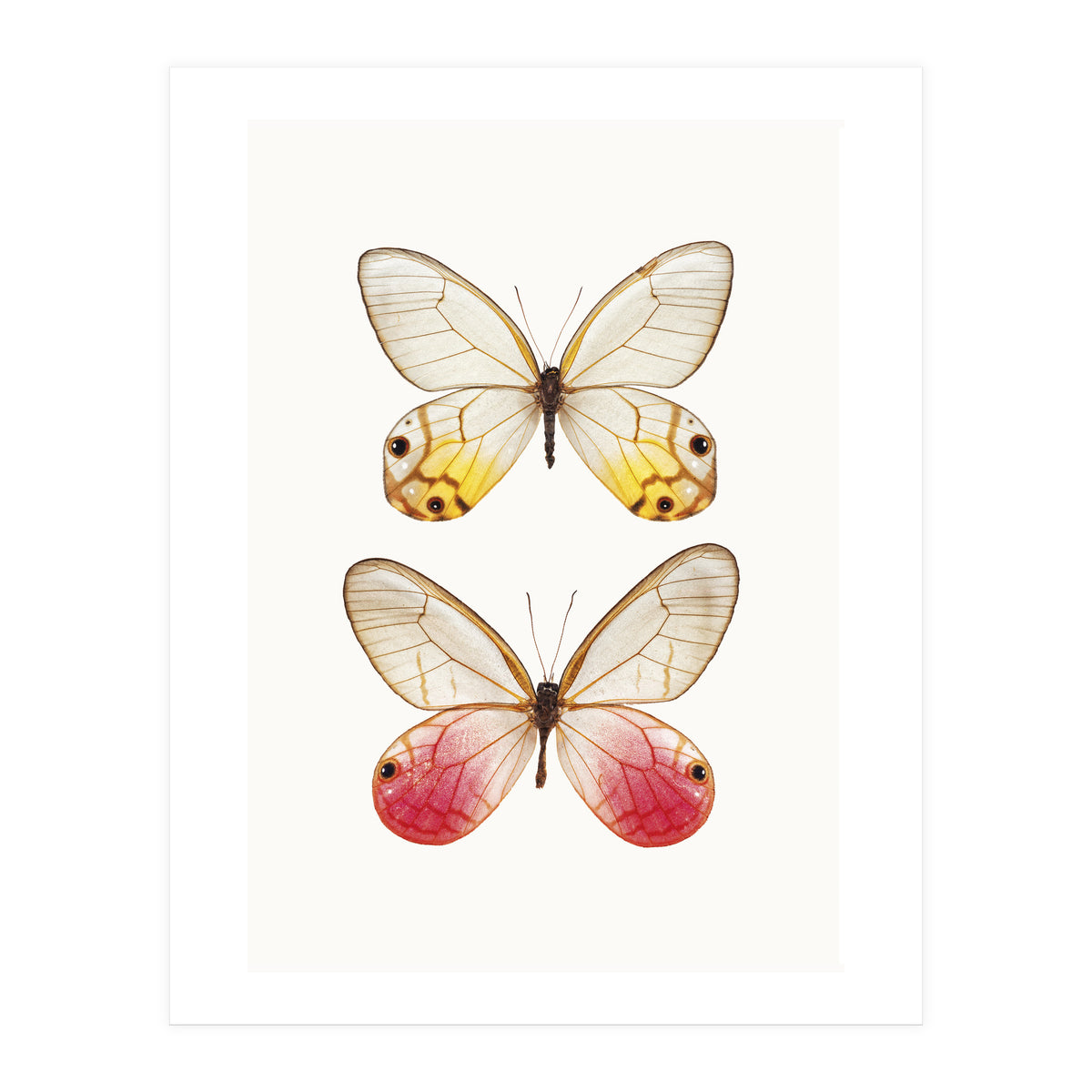 Cc Butterflies 04 (Print Only)