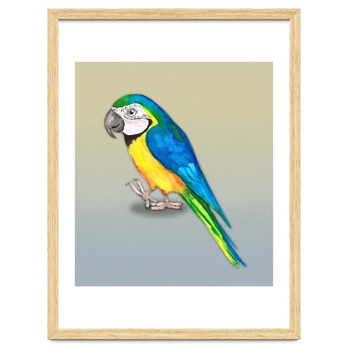 Blue and yellow macaw