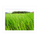 In the Tall Grass (Print Only) thumbnail