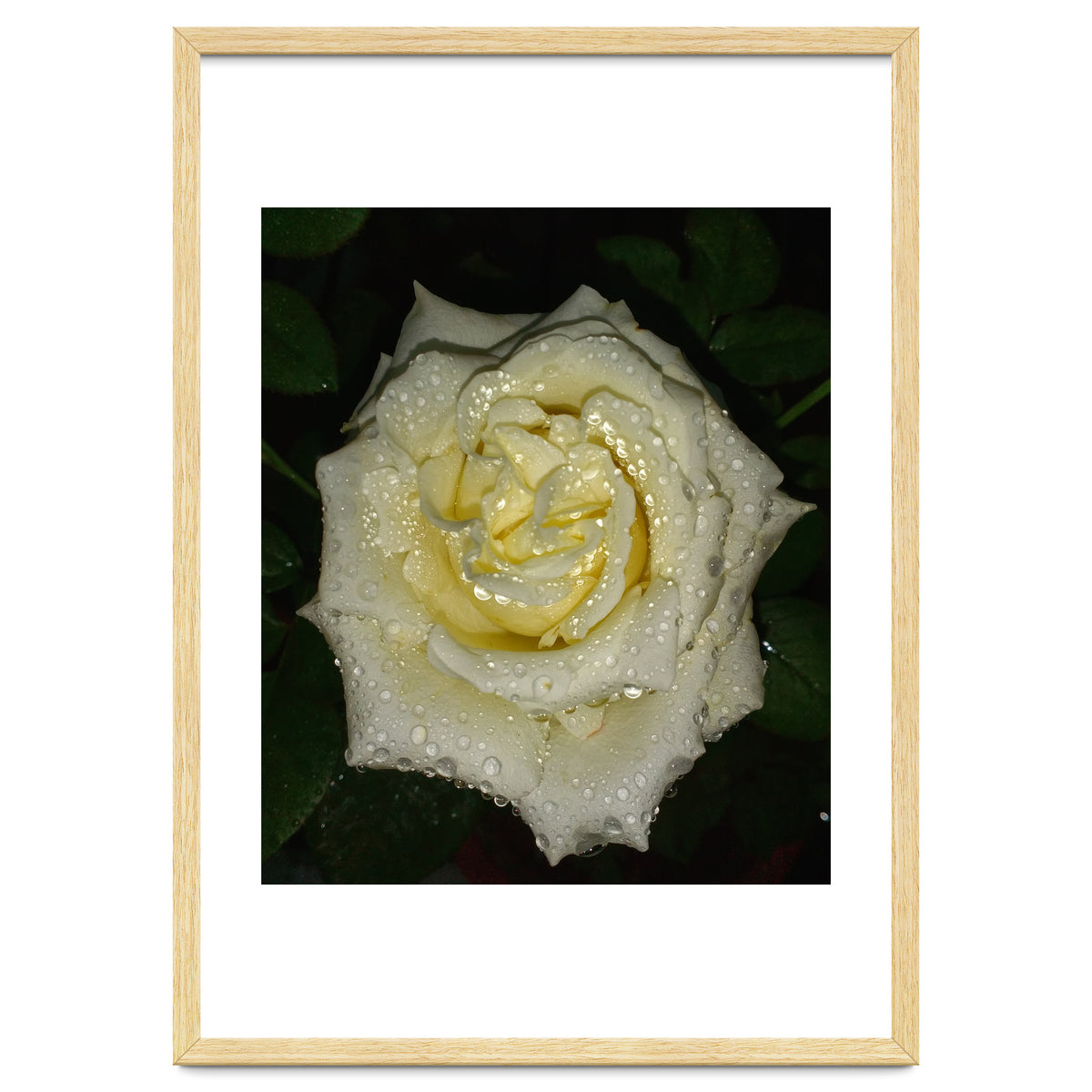 Floribunda Rose