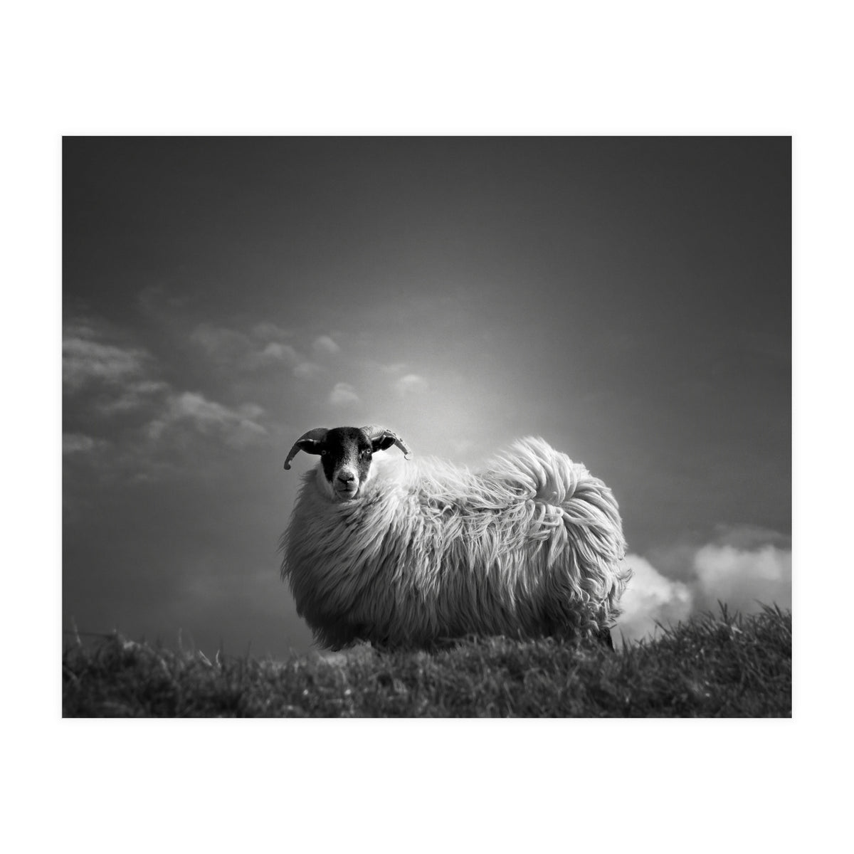 le fluff (Print Only)